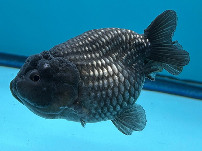 Grade AA Thai Ranchu Black Metallic 3" Body Female 6 Months (C1001)