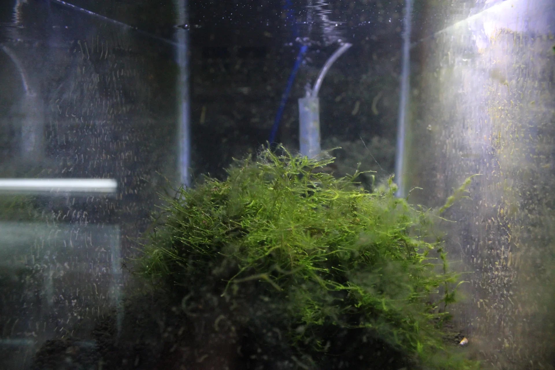 Live Java Moss Java Moss - Live Aquarium Plant for Freshwater Tanks, Shrimp & Fry Hab ...