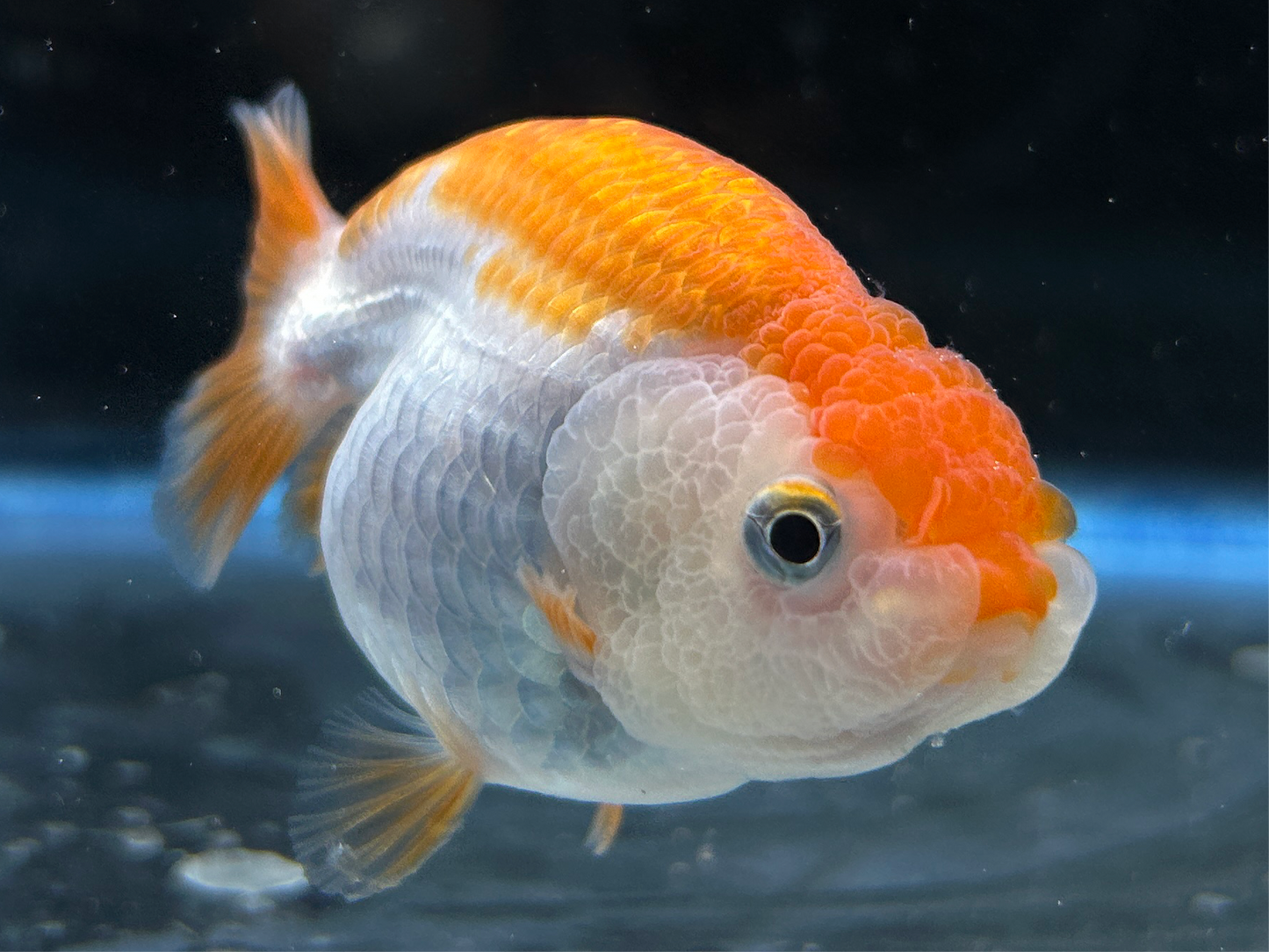 Thai Ranchu Red & White Female 2.5” Body 4 Months(JC-003)