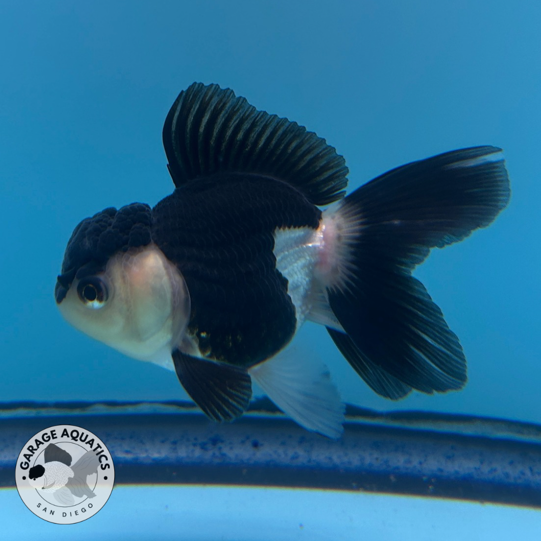 Live Premium Fancy Goldfish Thai Oranda Panda 2” body R1C03(JC-071) R1B03