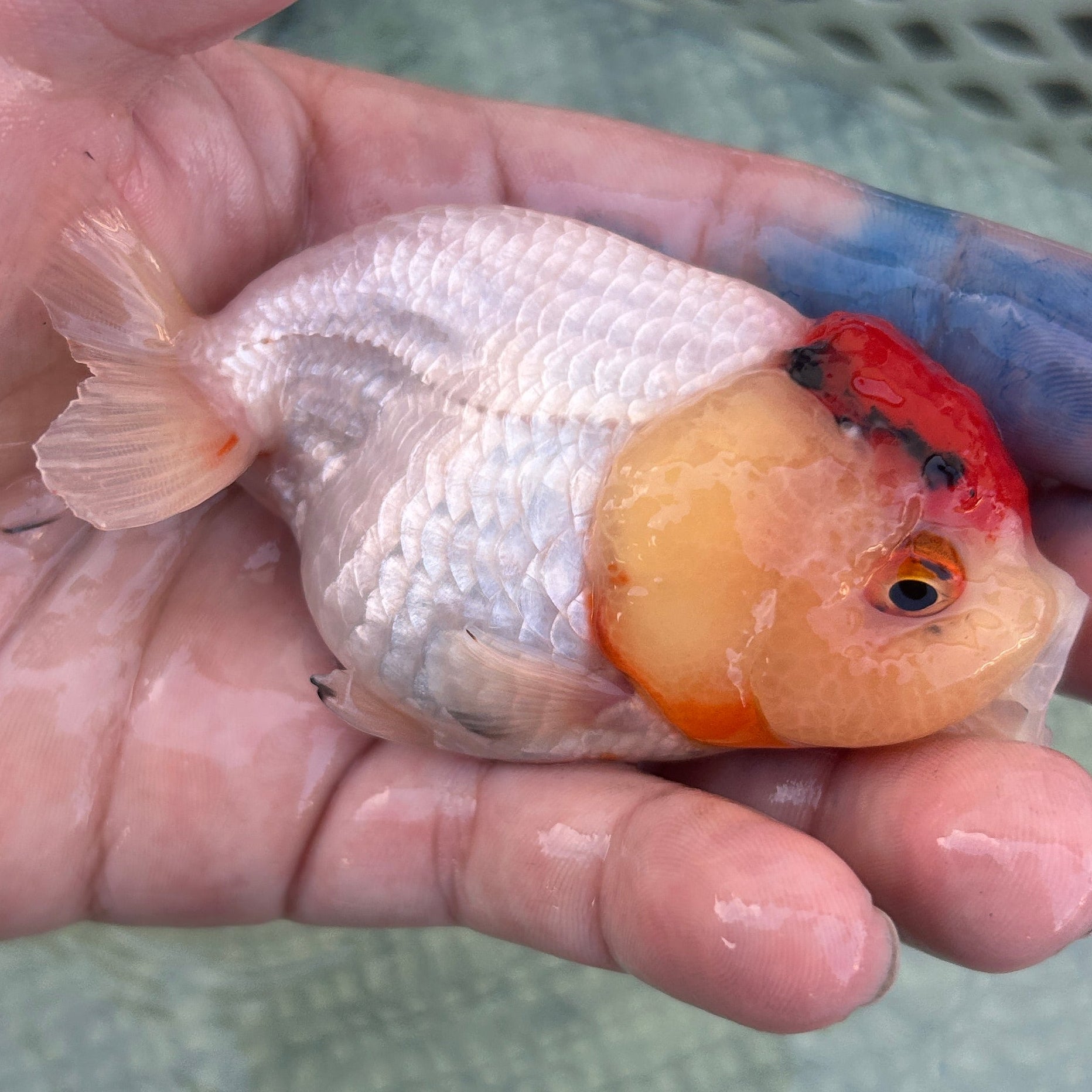 Live Premium Fancy Goldfish Thai Lionchu Red & White 3” body Female 5 Months (JC-141) BlackTub#2