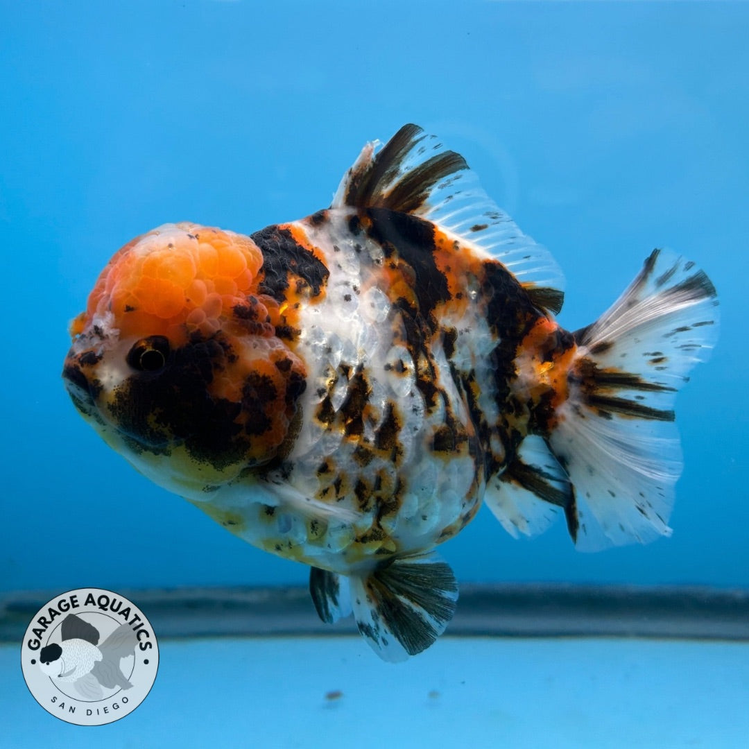 NK Thailand Thai Oranda Short Tail Tiger Calico 4” Body Male (JC-026) R1C4 (FREE 2 DAY SHIPPING)