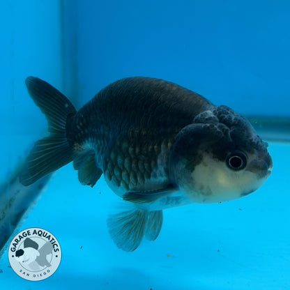 Thai Ranchu Panda 3” Body Male 6 Months (JC-025)