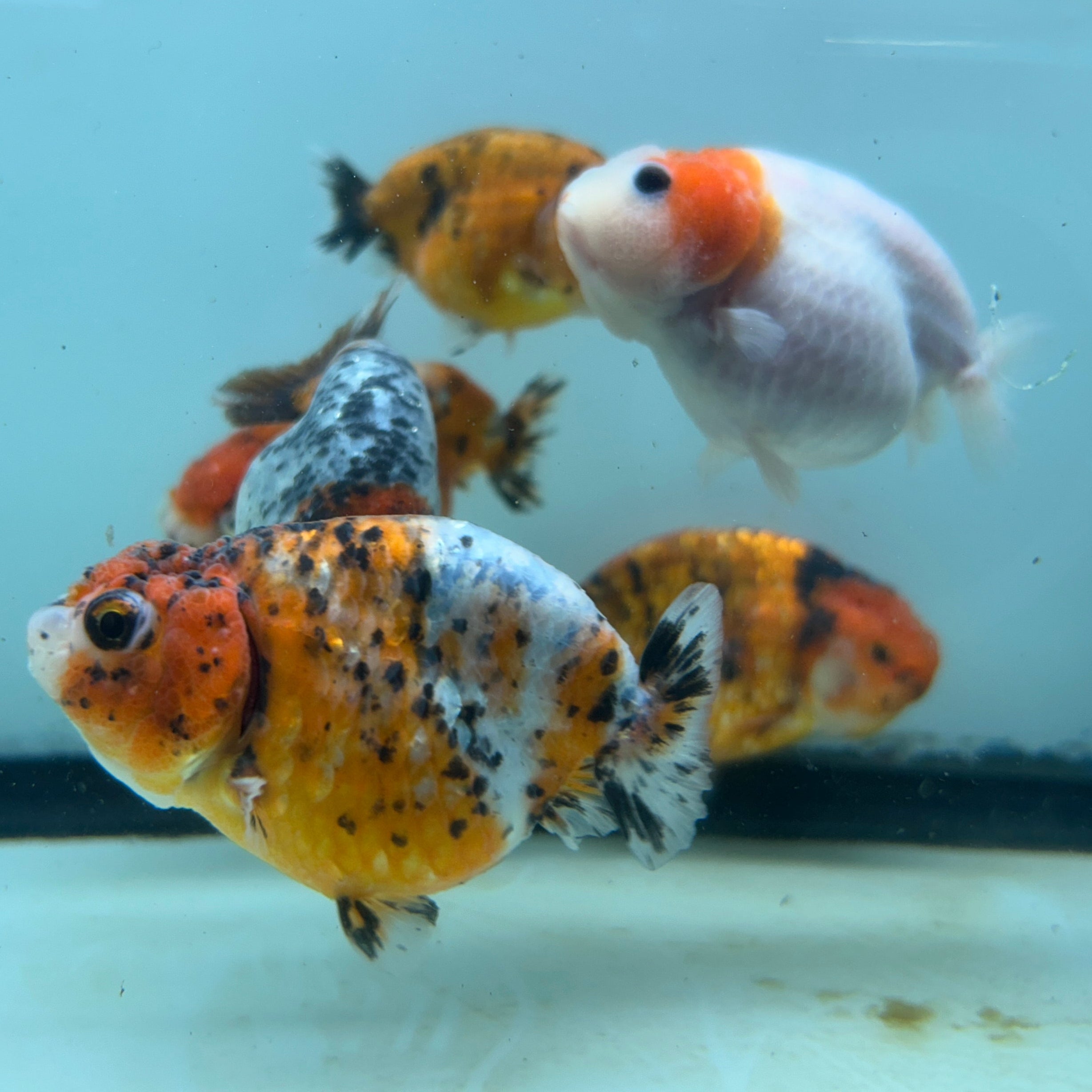 Live Fancy Goldfish Thai Ranchu Tiger Calico 3"-3.5" Body Ready to Ship (OUR CHOICE)