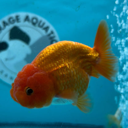 Live Premium Fancy Goldfish Thai Lionchu Red & White 3" Male Body (DON-008)