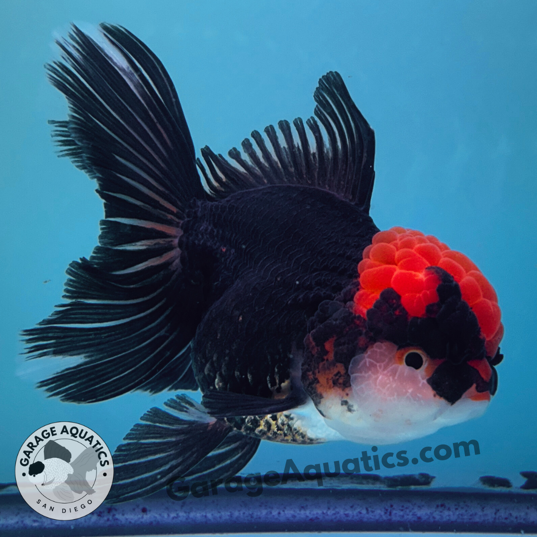 Live Premium Fancy Goldfish Thai Oranda Red Cap Black Body 3.5” body (JC-098)