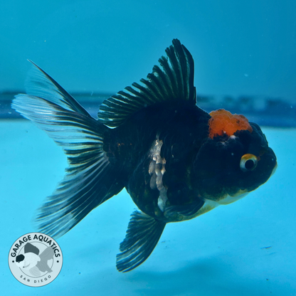 Live Premium Fancy Goldfish Thai Oranda Panda Red Cap 2” body (JC-064)