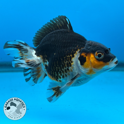 Thai Oranda Tri-Color Yuan Bao Short Tail Male 3” Body 7 Months (JC-037)