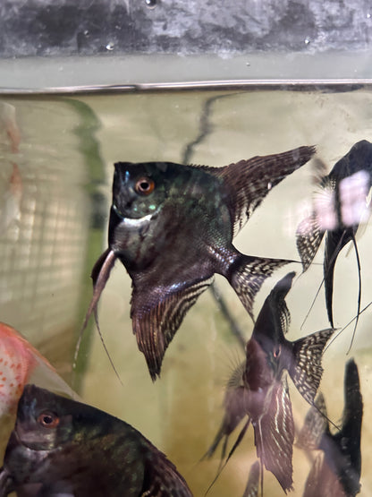 Live Fancy Fish – Pinoy Leopard Angelfish VIP Grade – Direct From Farm