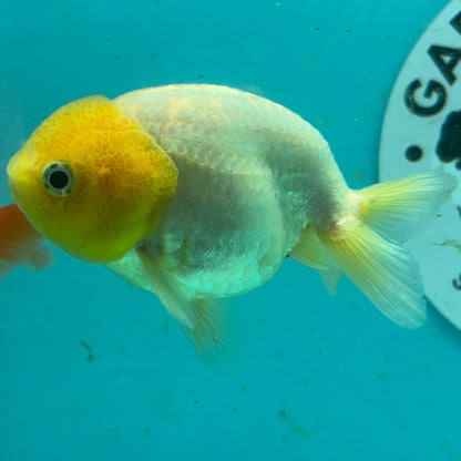 Live Premium Fancy Goldfish Thai Lionchu White Lemon Head 3" Female Body (DON-009)