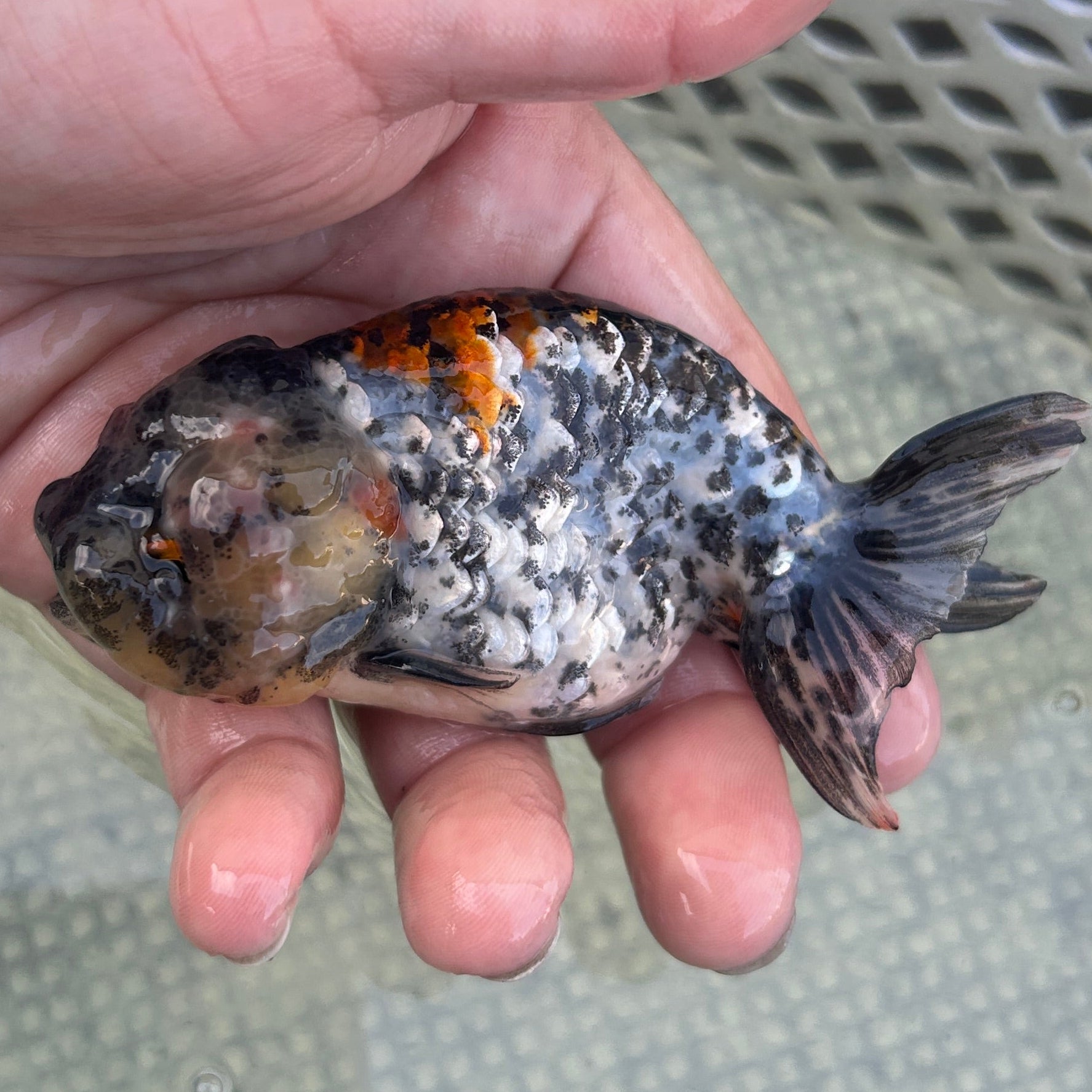 Live Premium Fancy Goldfish Thai Lionchu White Tiger 3” body Male 5 Months (JC-142) BlackTub#2