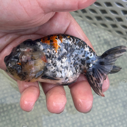 Live Premium Fancy Goldfish Thai Lionchu White Tiger 3” body Female 5 Months (JC-142) BlackTub#2