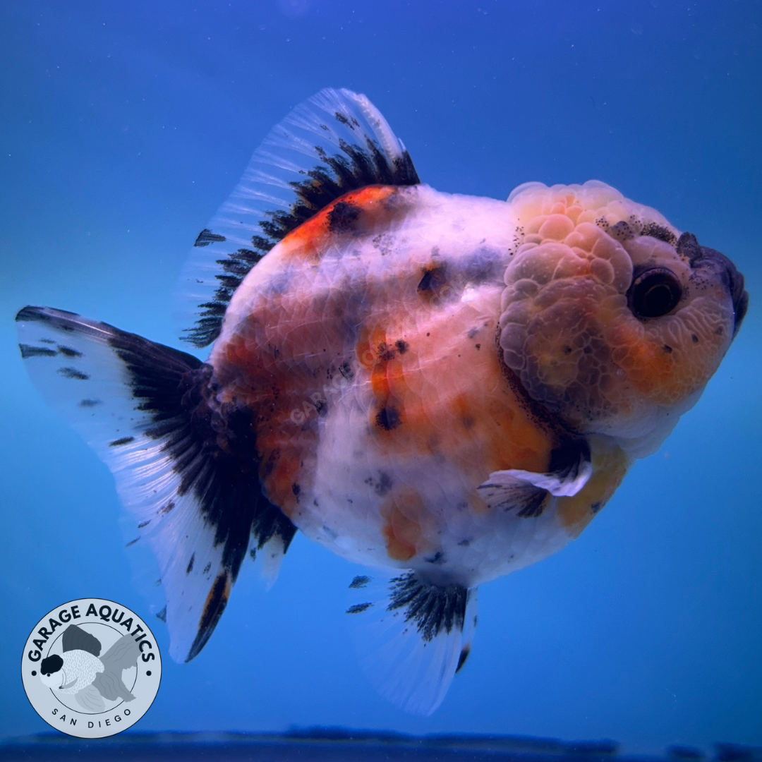 Live Premium Fancy Goldfish Thai Oranda Yuanbao Calico 3” body Female (JC-090) R1C03