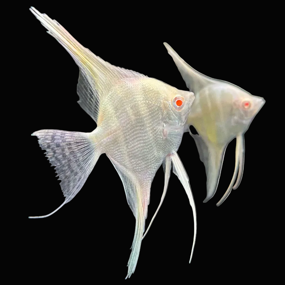 Live Fancy Fish – Albino Dantum Angel Fish VIP Grade, Rare Line-Bred Pterophyllum Scalare (Our Choice)