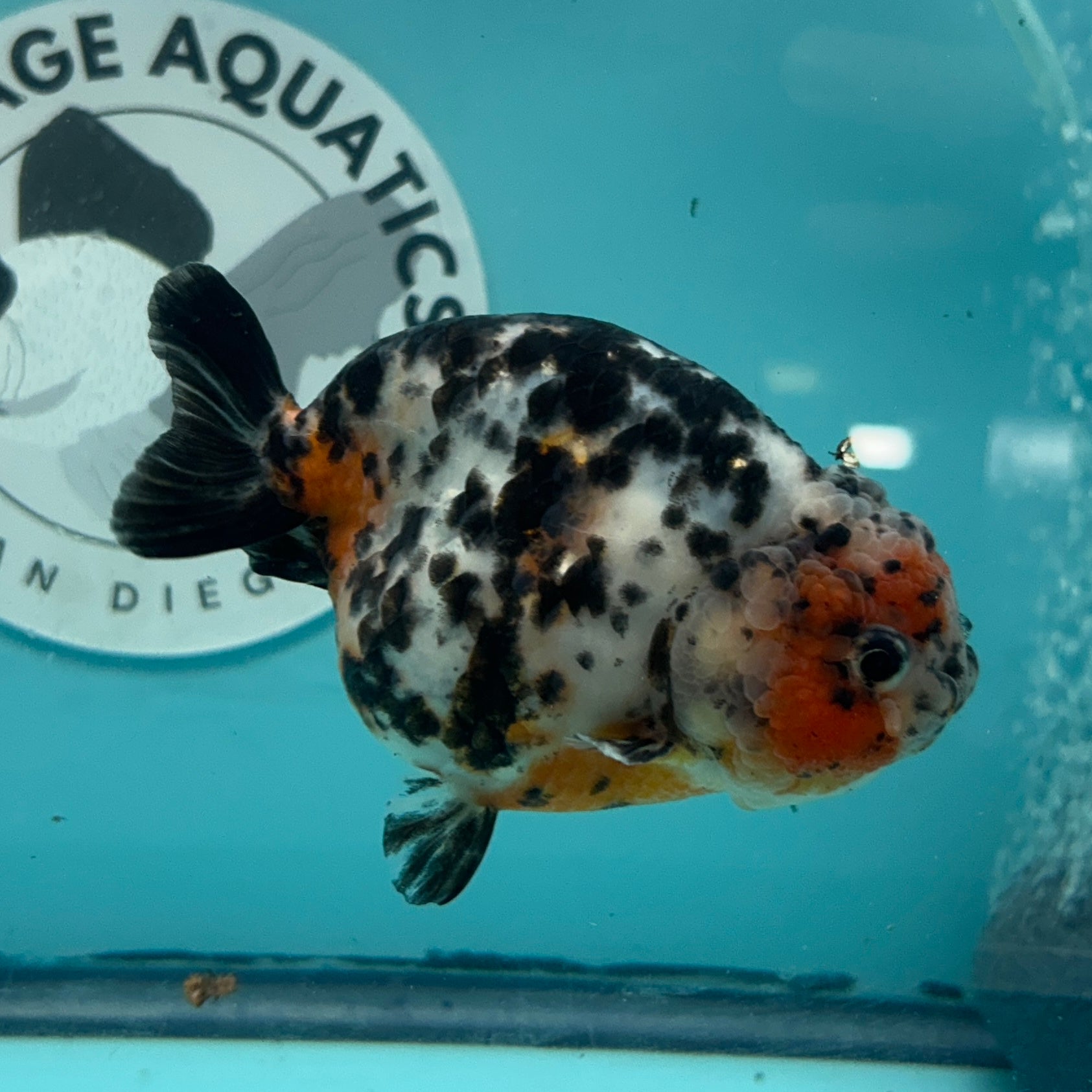 Chinese Ranchu Cow 3.5" Male (CHN-001)