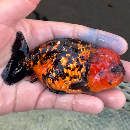 Live Premium Fancy Goldfish Thai Lionchu Red Tiger 3” body Male 5 Months (JC-140) BlackTub#2