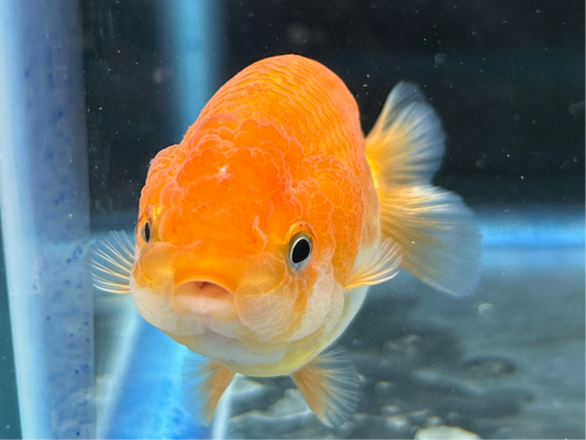 Thai Ranchu Red & White Female 2.5” Body 4 Months(JC-004)