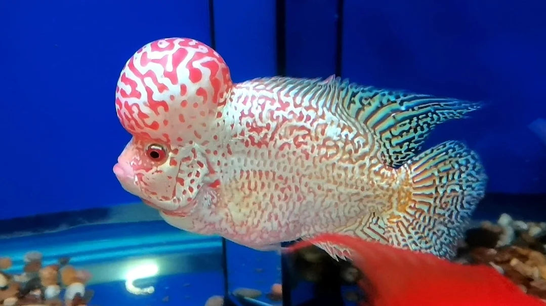 Golden Base Flowerhorn PREMIUM (Direct From Farm)