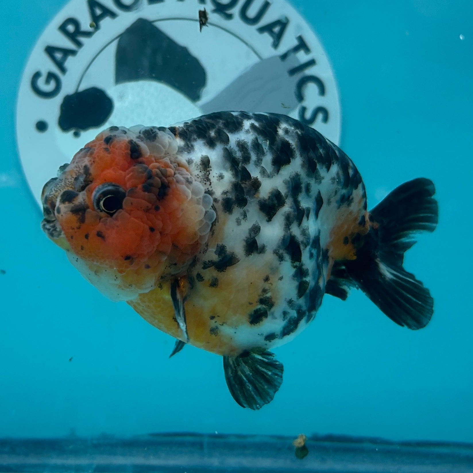 Chinese Ranchu Cow 3.5" Male (CHN-001)