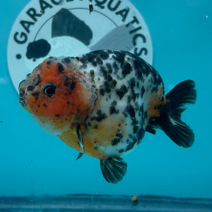 Chinese Ranchu Cow 3.5" Male (CHN-001)