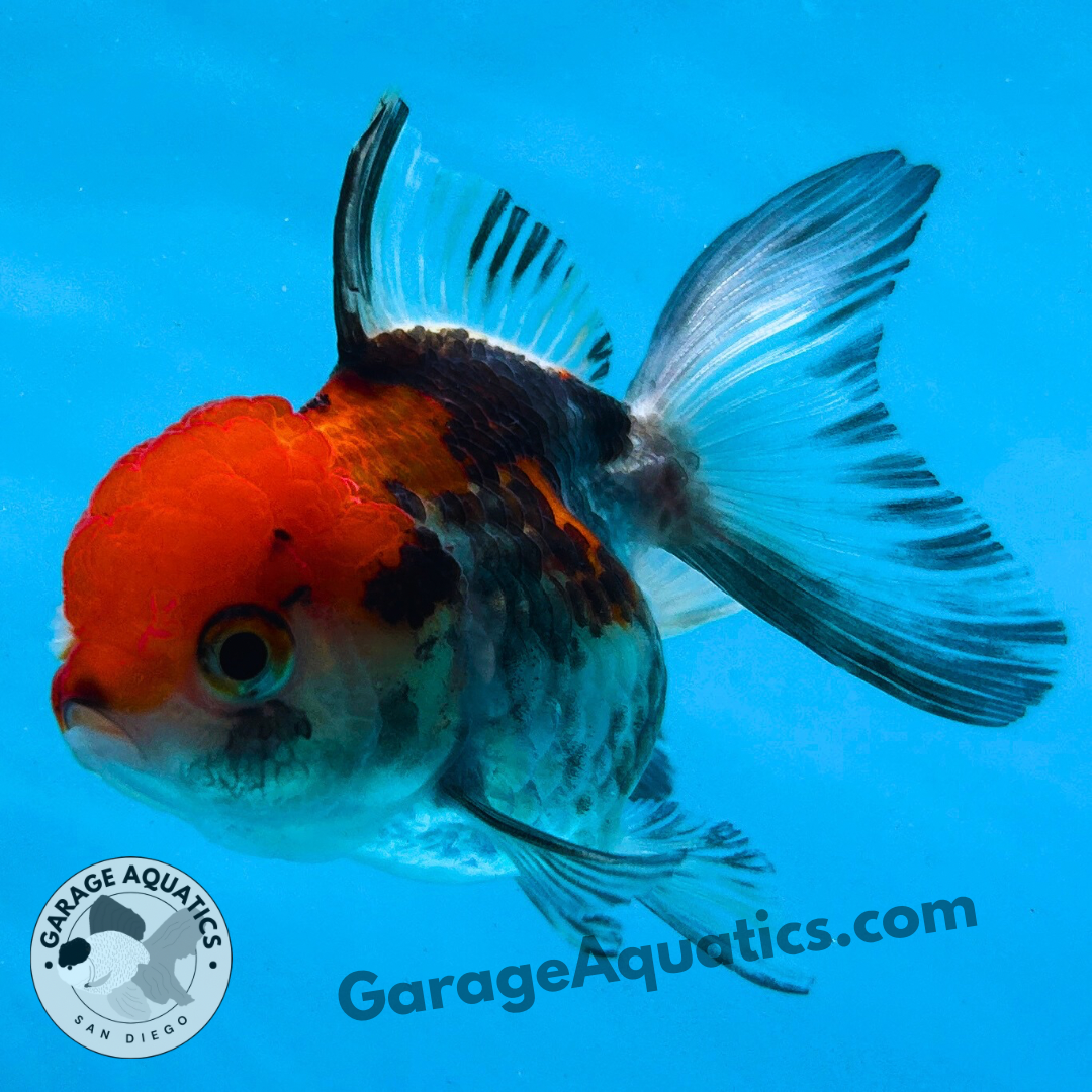 Live Premium Fancy Goldfish Thai Oranda Tri-Color 2" Body 3 Months (JC-105) R1C02