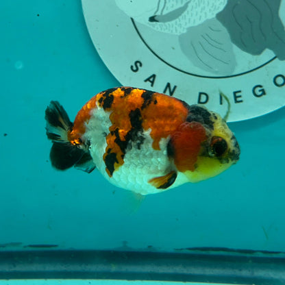 A small orange, white, and black koi fish swimming in a turquoise water tank, with a circular 'Garage Aquatics San Diego' sticker visible on the back wall.
