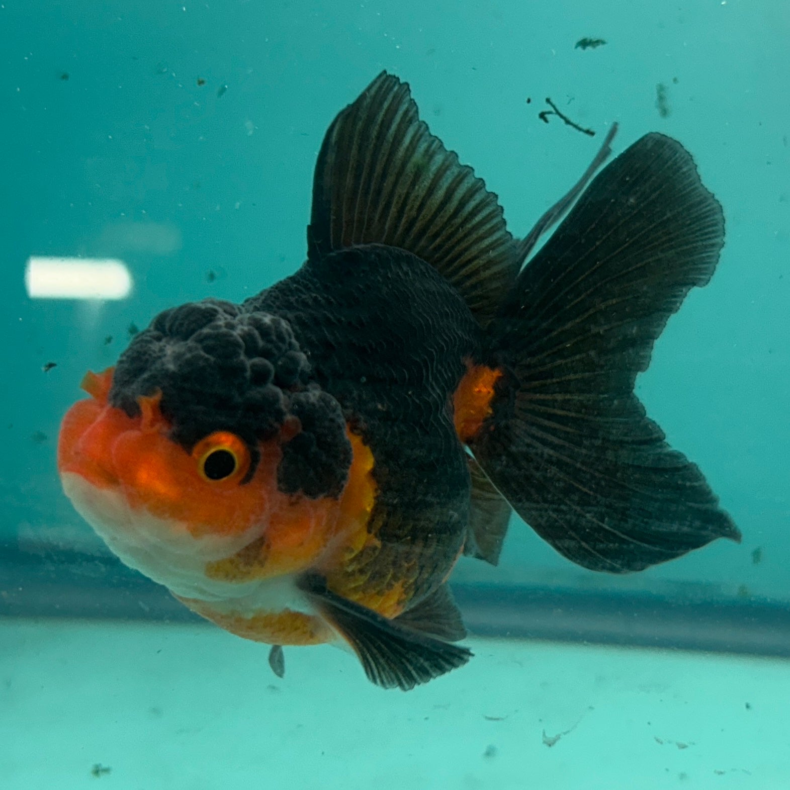 Live Premium Fancy Goldfish Thai Oranda Apache 2.5" Male Body (SAK-004)