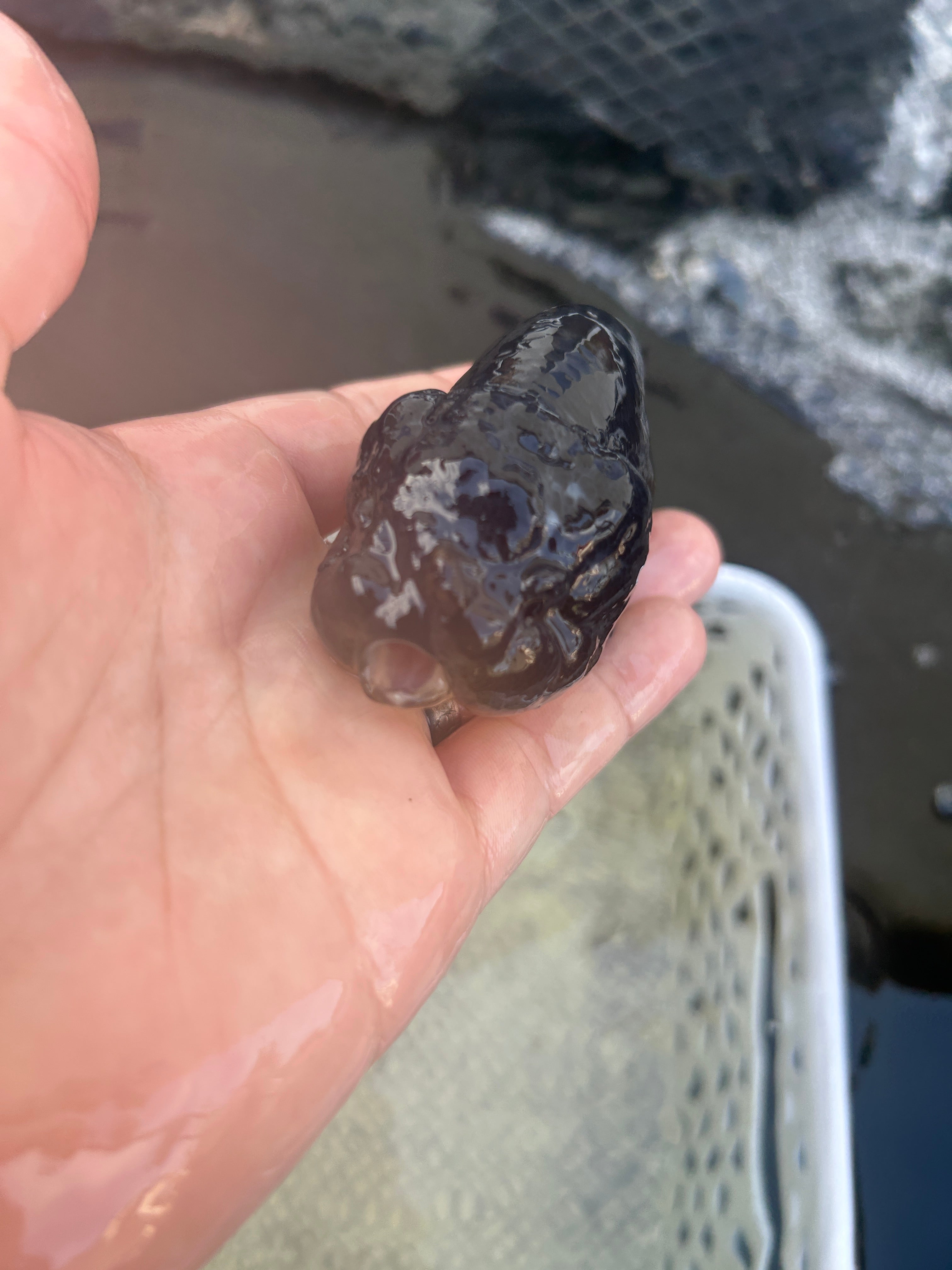 Live Premium Fancy Goldfish Thai Lionchu Black 3.5” body Male 7 Months (JC-145) BlackTub#2