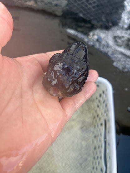 Live Premium Fancy Goldfish Thai Lionchu Black 3.5” body Male 7 Months (JC-145) BlackTub#2