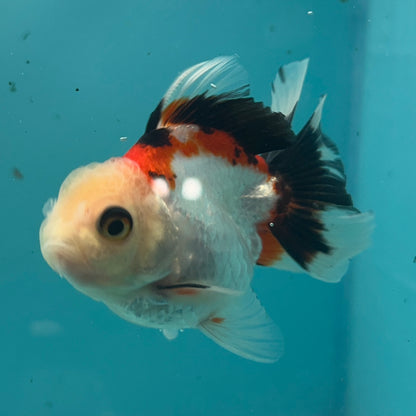 Live Premium Fancy Goldfish Thai Oranda Tri-Color 2.5" Male Body (SAK-005)