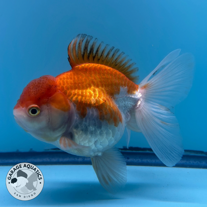 Live Premium Fancy Goldfish Thai Oranda Red and White Orchid Tail Female 3.5” Body 8 Months (JC-054)