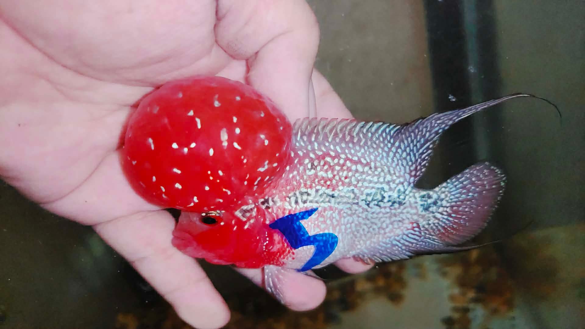 Super Red Dragon Flowerhorn MALE 4" inch MONSTER KOK (SRD-027)
