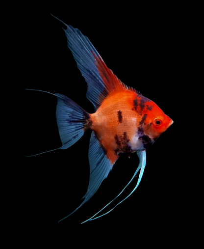 Live Fancy Fish – Red Devil (Super Red) Angel Fish, Rare Line-Bred Pterophyllum Scalare – Direct from Farm