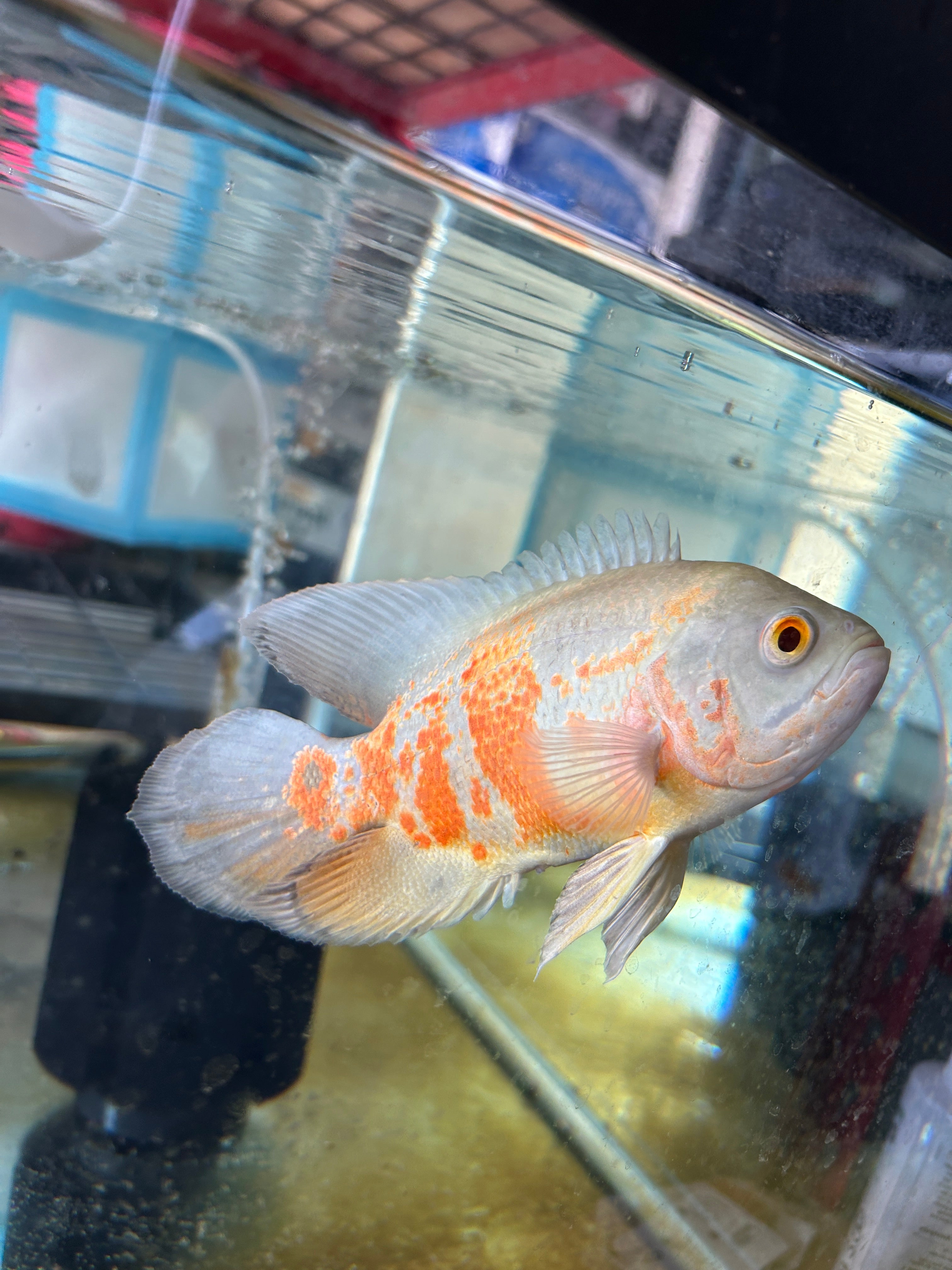 Albino Oscar 5-6 Inch