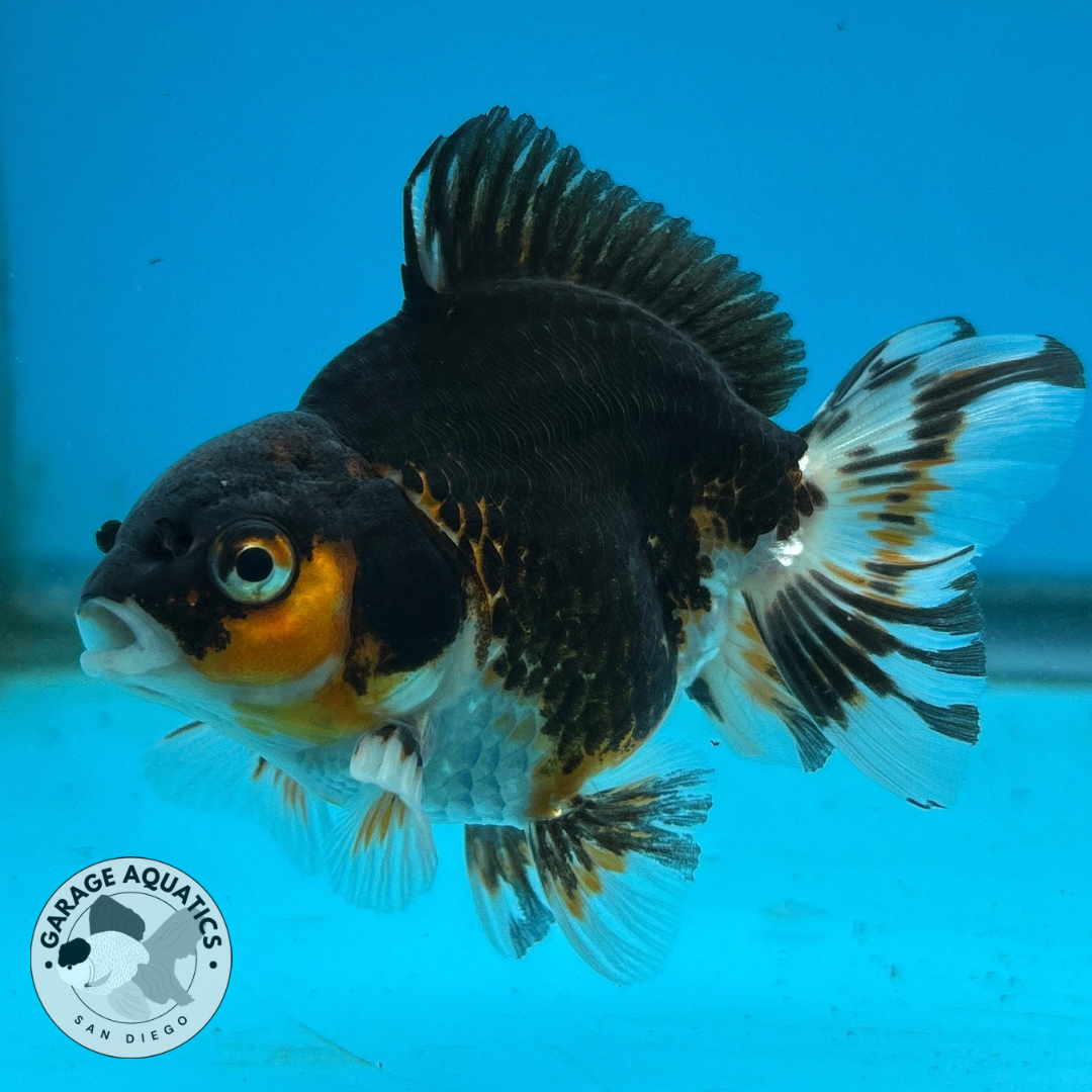 Thai Oranda Tri-Color Yuan Bao Short Tail Male 3” Body 7 Months (JC-037)