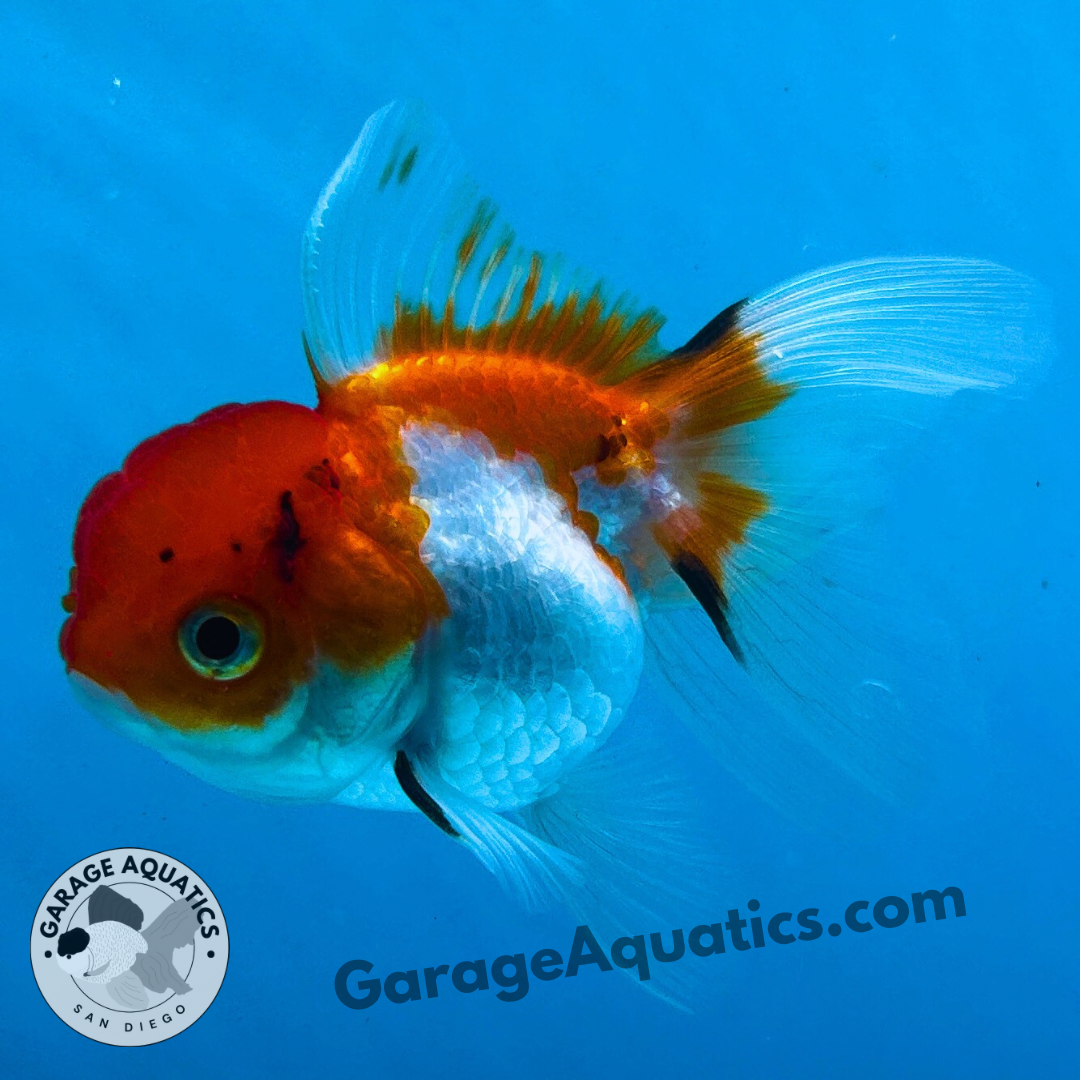 Live Premium Fancy Goldfish Thai Oranda Tri-Color 2" Body 3 Months (JC-106) R1C02