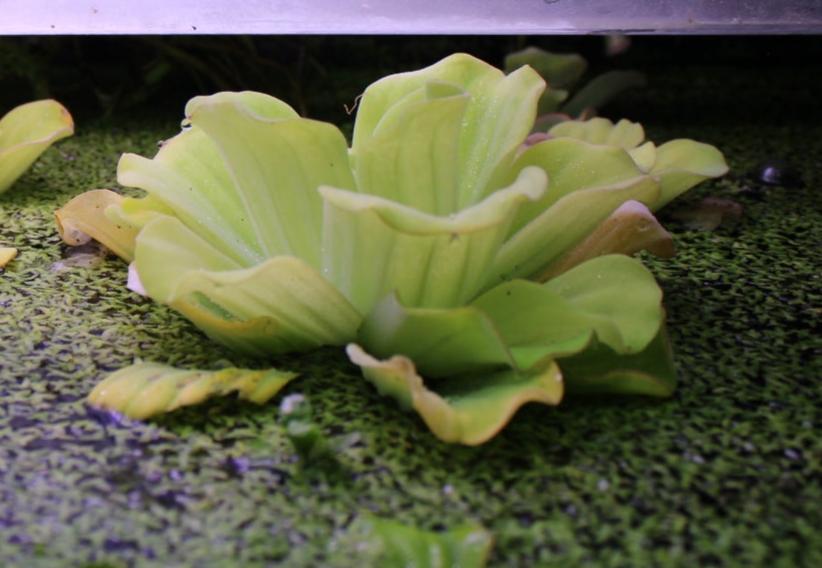 Duckweed - Fast-Growing Floating Aquarium Plant for Natural Algae Control & Fish Food