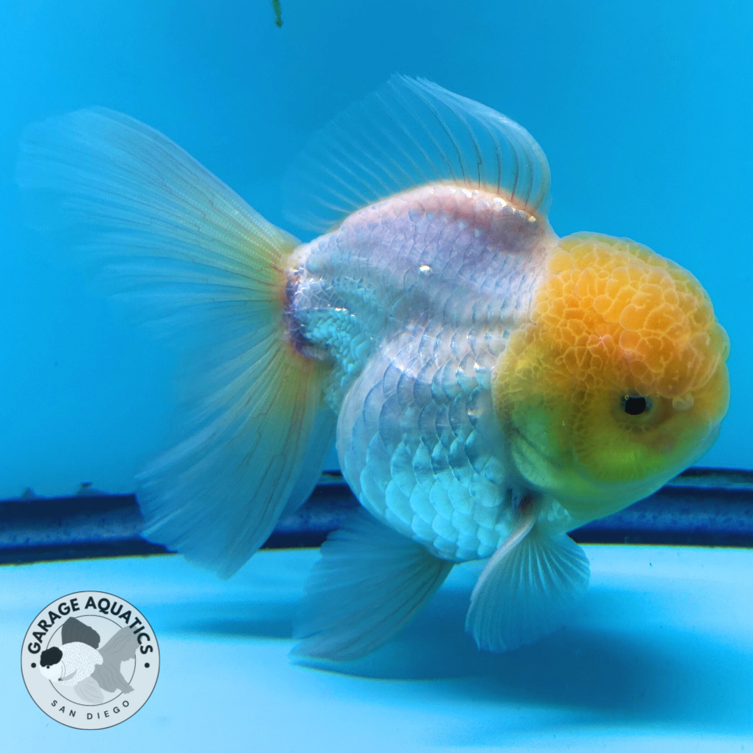 Live Premium Fancy Goldfish Thai Oranda Lemon Head White Body Large Wen Orchid Tail Male 3.5” Body 8 Months (JC-069)