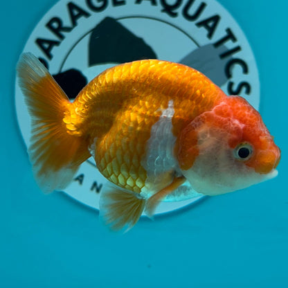 Live Premium Fancy Goldfish Thai Lionchu Red & White 3" Male Body (DON-002)