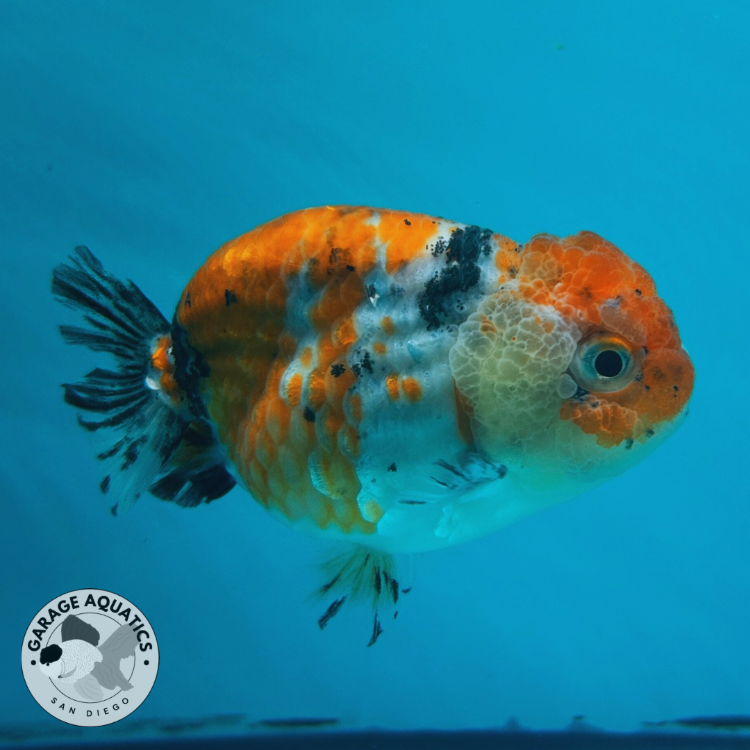 Live Fancy Goldfish Ranchu Galaxy Calico Male 3.5” body 8 Months