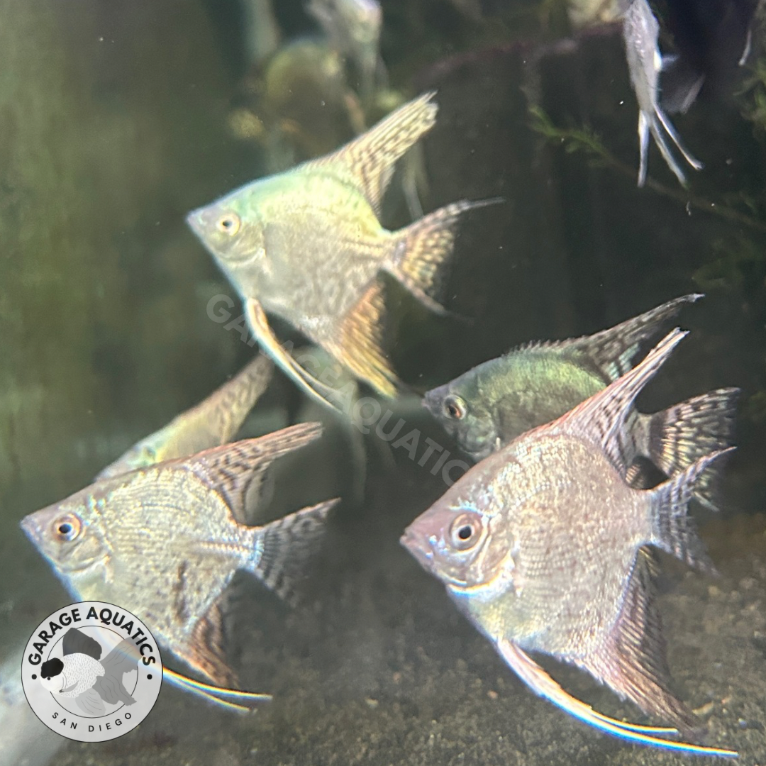 Live Fancy Fish – Pinoy Blue Leopard Angel Fish, Rare Line-Bred Pterophyllum Scalare – Direct From Farm