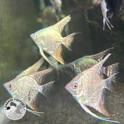 Live Fancy Fish – Pinoy Blue Leopard Angel Fish, Rare Line-Bred Pterophyllum Scalare – Direct From Farm