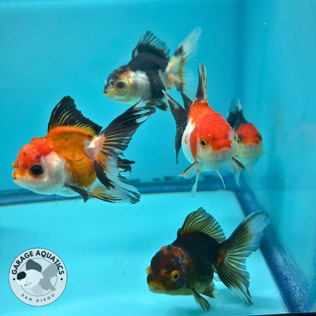 Live Premium Thai Oranda Mix Special Color Pack of 5 Ready To Ship R1B02 (JC-080)