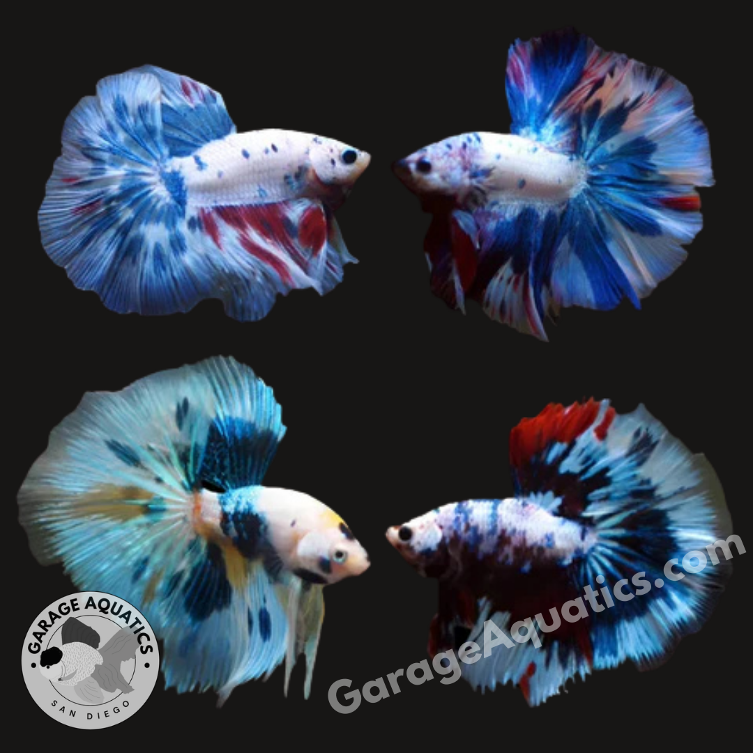 Live Male Betta Bi-Color Marble Over Halfmoon Rosetail Male Betta (Our Choice)