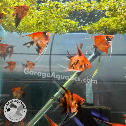 Live Freshwater Aquarium Red Devil Super Red Angelfish (Our Choice)
