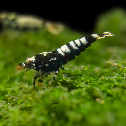 Live Freshwater Aquarium Shrimp Black Galaxy Pinto (Caridina)