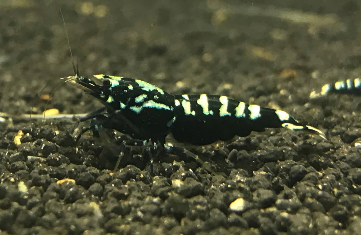 Live Freshwater Aquarium Shrimp Black Galaxy Pinto (Caridina)