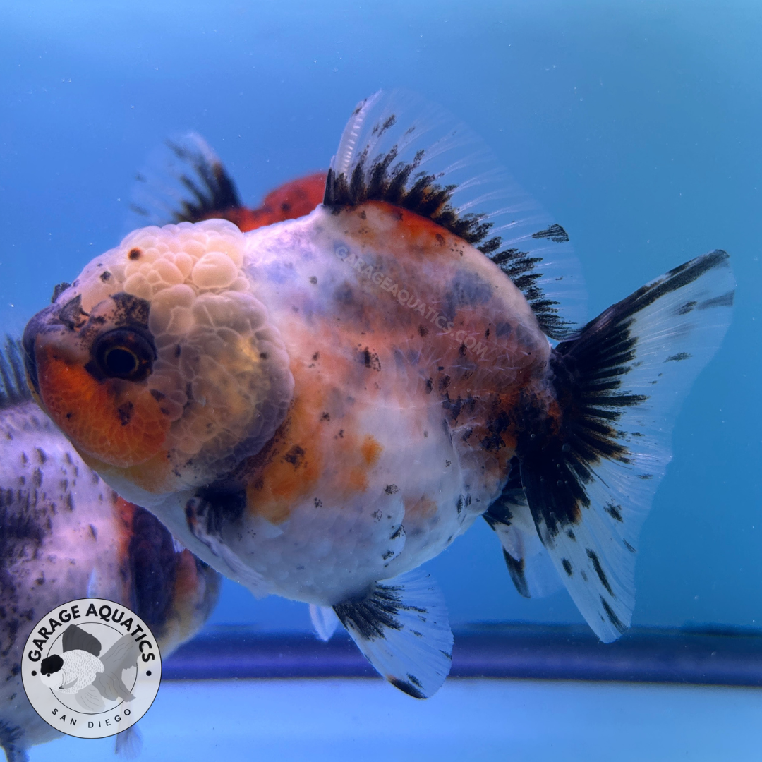 Live Premium Fancy Goldfish Thai Oranda Yuanbao Calico 3” body Female (JC-090) R1C03