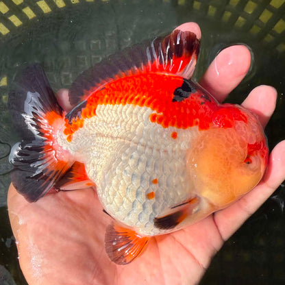 Thai Jumbo Tri Color Oranda Orchid Tail 4.50 inch Body (NPC-103)