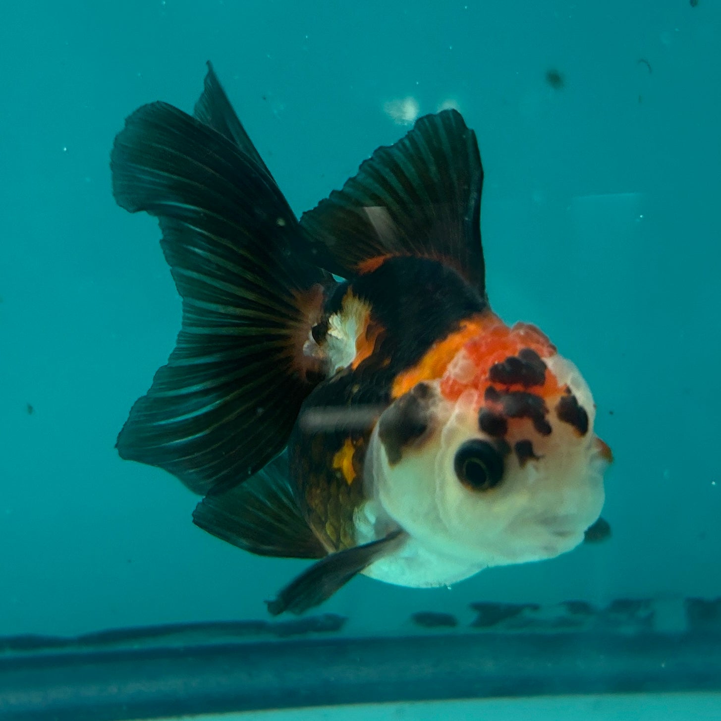 Live Premium Fancy Goldfish Thai Oranda Tri-Color Button Eye 2.5" Male Body (SAK-002)